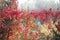 Autumn plants on fence