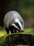 Autumn poetry. Close-up portrait of a badger in its natural habitat.