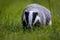 Autumn poetry. Close-up portrait of a badger in its natural habitat.