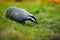 Autumn poetry. Close-up portrait of a badger in its natural habitat.