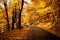 Autumn in Poland. golden road