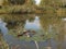 Autumn pond overgrown with reeds with water lilies and autumn sky reflected in the water