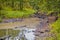 Autumn Pond with Snags And fallen Trees Floating in The Pripyat River and Dry Grass and Trees on Field of Polesye Natural Resort