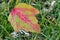 Autumn Poplar Leaf 03