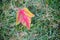 Autumn Poplar Leaf 04
