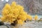 Autumn,Populus diversifolia