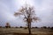 Autumn Populus diversifolia