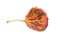 Autumn populus leaf