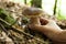 Autumn porcini background, agriculture boletus. Brown cap mushroom