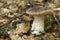 Autumn porcini background, agriculture boletus. Brown cap mushroom