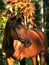 Autumn portrait of the bay horse