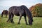 Autumn portrait of beatutiful frisian mare. Black Friesian horse