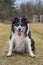 Autumn portrait of border collie on road.