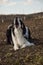 Autumn portrait of border collie who is barking