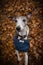 Autumn portrait of female whippet.