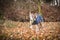 Autumn portrait of female whippet.