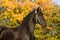 Autumn portrait of friesian horse