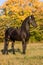 Autumn portrait of frisian mare