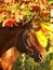 Autumn portrait of the horse