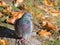 Autumn portrait of a pigeon