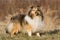 Autumn portrait of sheltie collie