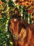 Autumn portrait of wonderful bay horse