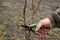 Autumn pruning of trees, the guy cuts with a shears a branch of a pear in the garden