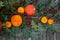 Autumn Pumpkin and Berry Table Decor Backgrouns