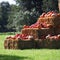 Autumn pumpkin, gourds and squash