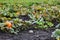 Autumn pumpkin patch and green vines crawling on the dirt