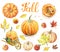 Autumn. Pumpkins, apples, leaves in orange colors