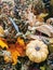 Autumn Pumpkins, Berries And Leaves In Artificial Flower Arrangement