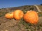 Autumn Pumpkins Field