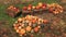 Autumn pumpkins at rural farmer`s market Top view