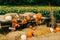 Autumn Pumpkins sitting on a an old tractor truck pull bed  in the Fall with copy space