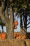 Autumn pumpkins and straw bales