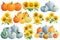 Autumn Pumpkins and sunflowers on a white isolated background. watercolor clipart.