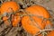 Autumn pumpkins on vine