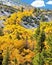 Autumn Quaking Aspen Trees