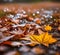 Autumn Raindrop Water Background