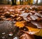 Autumn Raindrop Water Background