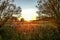 Autumn rays of the sun on the grass in the meadow at dawn