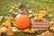 autumn reading. books, pumpkin and cat.Halloween books.Funny tabby kitten with books and pumpkin in a autumn garden