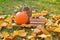 autumn reading. books, pumpkin and cat.Halloween books. tabby kitten with books and pumpkin in a sunny autumn garden