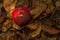 Autumn red apple closeup