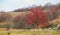 Autumn red berries of a hawthorn tree Crataegus monogyna in a rural landscape.