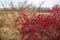 Autumn red berries of a hawthorn tree Crataegus monogyna in a rural landscape.