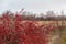 Autumn red berries of a hawthorn tree Crataegus monogyna in a rural landscape.