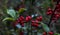 Autumn red berries in park