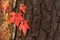 Autumn red Boston ivy leaves on tree close up. Fall background, texture with copyspace